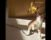 Orange kitten plays with feather stick toy