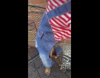 Dog wears crocs as a hat