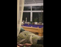 Pet cat play billiards on the pool table