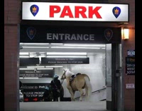 Collab winy - Police officers take horses into park entrance