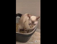Grey kitten sits in litter box 