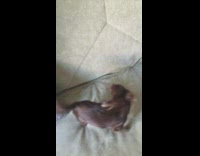 Dog spins and stands to beg with paws together