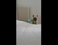 French Bulldog Leans On White Bed With Bottle In Mouth