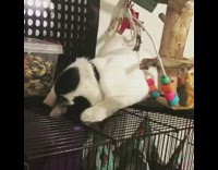 Black white cat sleeps face down cage