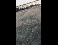 Puppy golden retriever play fetch at the park