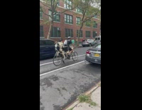 Man ride bike with two skeletons street