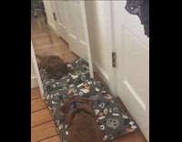 Brown puppy barks at reflection white mirror