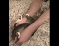 Woman stretch and bend cat to fart