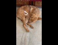 Collab PLC - Kitten Meows and Searches for Nipple to Nibble