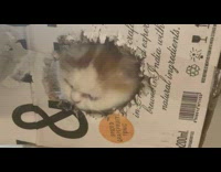 Pet cat creates a hole at the wine box