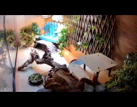 Bearded dragon tries getting down platform falls