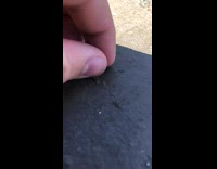 Guy touches small white round bug legs 