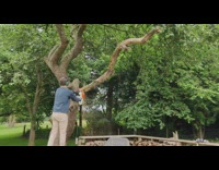 Guy orange electric saw cuts tree branch 