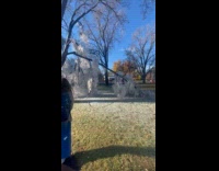 Fallen thin tree branch covered with ice 