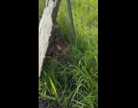 Collab AnimalIG - Deer herd sheltered behind wood on fence