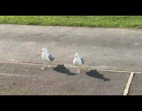 Two seagull squawks and walks on the parking lot