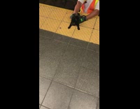 Black cat rescued by MTA worker from train tracks