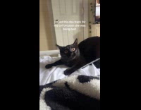 Cat shocked as hooman play diss track 