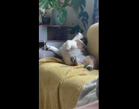 Bulldog takes nap on couch