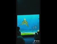 Disneyland crush turtle names kids part 2