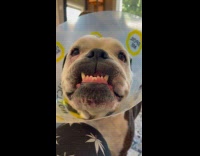 Collab Pubity -  Sick Dog on Pet Cone Whines at Lady