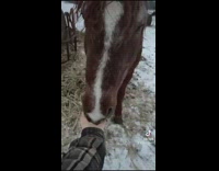 Girl outside squeezes brown horses nose and says noot noot 