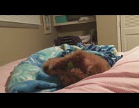 Dog tries to get pillows perfect