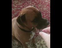 Guy gives his dog a black olive, dog sniffs olive and shakes its head no