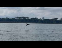 African fish eagle swoops on the lake