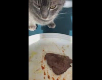 Cat try to steal meat on plate