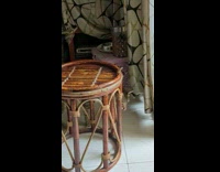 Lizard Hides After Cat Pass by it