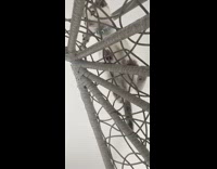 Grey white kitten blue collar climbs net