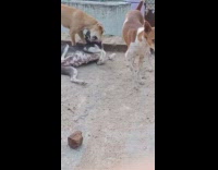 Three large dogs play rooftop purple house 