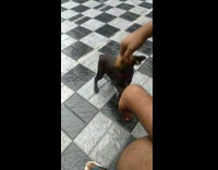 Brown puppy bites scrunchie growls red collar