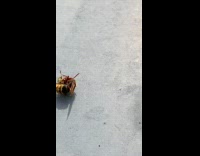 Man films fight between hornet and wasp