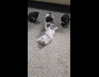 Kitten lays on floor fights with ghost