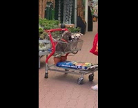 Lady three dogs in shopping cart fertilizer