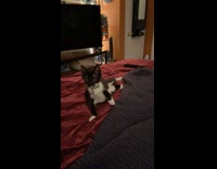 Kitten lay on bed wave show paw
