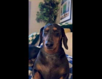 Dog fights its sleepiness front of filmer