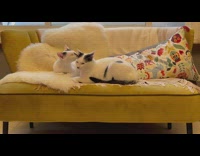 Two cats laying on couch yawn 