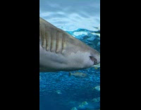 Large Shark swims near the glass of the Aquarium