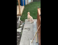 Collab Clips mpugc - Dog in backyard barking funny at grass