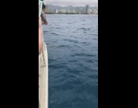 Dolphins swims with the family on the boat