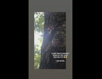 Wasp bee carries cicada bug up tree