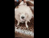 Small white dog smiles at girl 