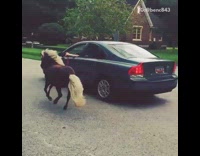 Guy walking his mini horse while driving BUICK car