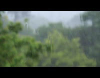 Guy looks out window rain green trees 