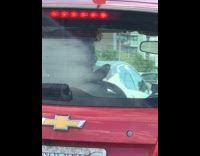 Bird on seat inside Chevrolet car highway