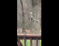 Squirrel holding onto bird feeder and spins