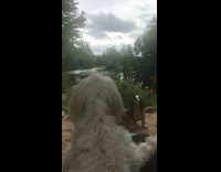 dog barks at dog statue